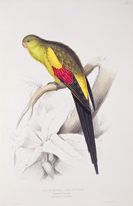 Zwartstaartparkiet door Edward Lear